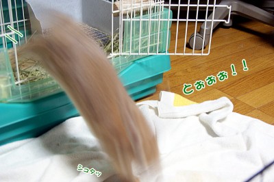 chocoダイブ