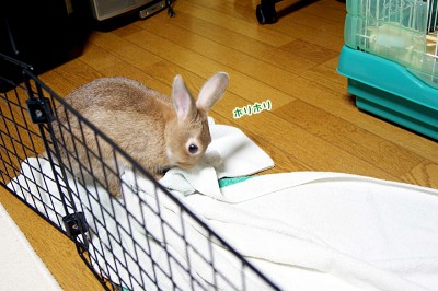 chocoタオル掘り