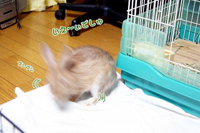 chocoいぇ~いでしゅ