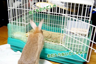 choco入らないでしゅぉ