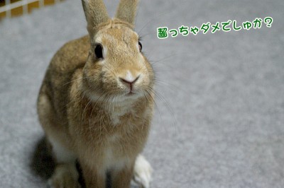chocoダメでしゅか?