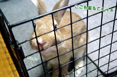 chocoじゃここ齧るでしゅ