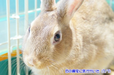 choco膿瘍出現