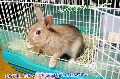 chocoまた脱走するでしゅ