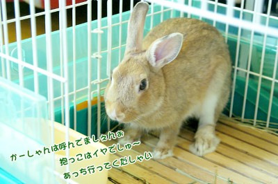 choco抱っこはイヤ