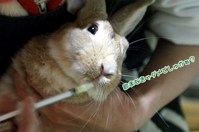 choco飲んだでしゅぉ
