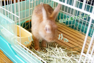 chocoいらないでしゅ~