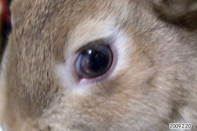 choco2009.2.20の目 choco2009.2.20の目