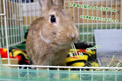 chocoいきなり chocoいきなり
