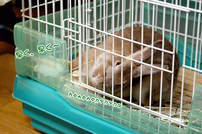 chocoパイン早く~