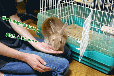 choco膝の上で