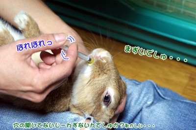 choco投薬中
