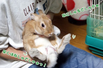 choco下しぇ~