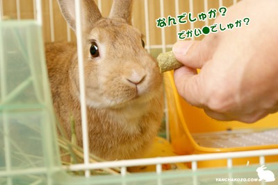 でかい●でしゅね