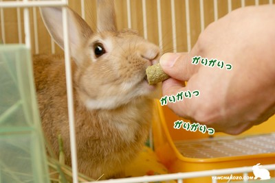 がりがり