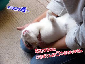 purinaomuke.jpg