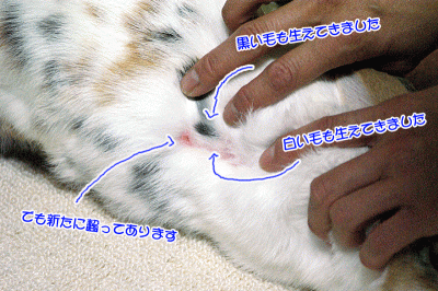 ぷりん新しい毛