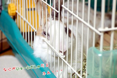 ぷりんはみ出て不貞寝
