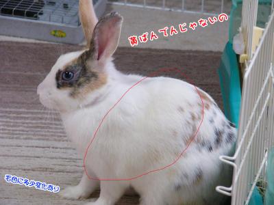 ぷりん毛色