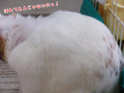 ぷりん毛色02