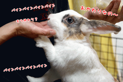 ぷりんパイン早く