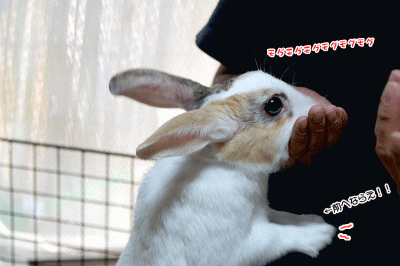 ぷりんパインおかわり