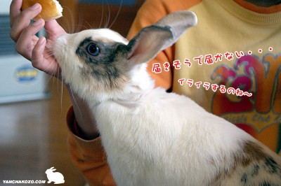 ぷりん届かない ぷりん届かない