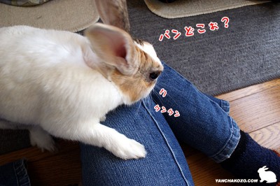 ぷりんパンを探す ぷりんパンを探す