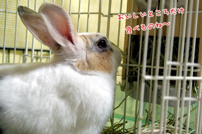 ぷりん牧草引っ張り出し