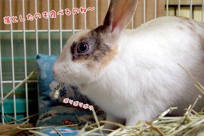 ぷりんこれも食べるの
