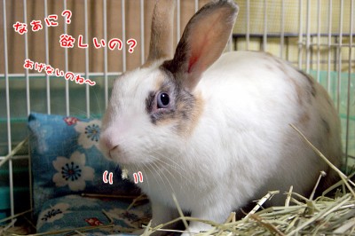 ぷりん欲しいの?