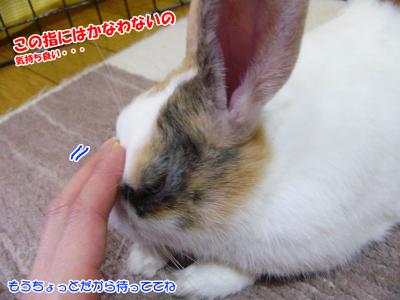 ぷりんつまんないの03
