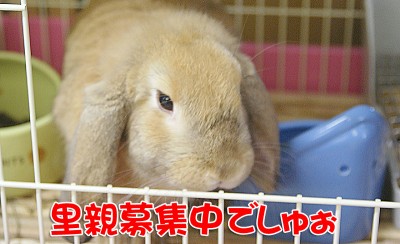 里親募集中