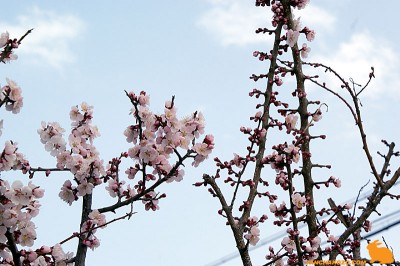ume ume