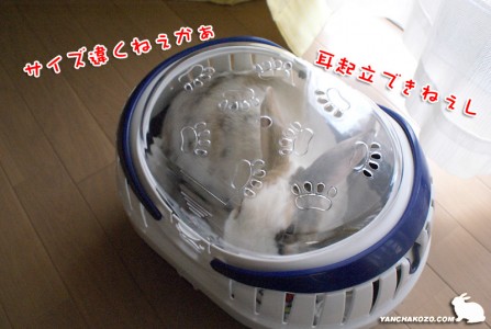 耳起立は無理