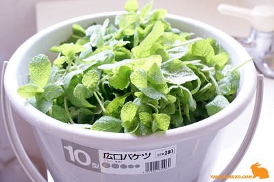 applemint