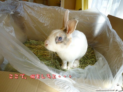牧草の上