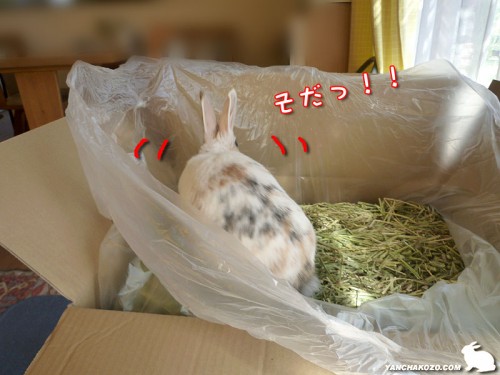 そだっ!