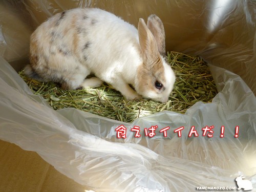 食えばイイんだ