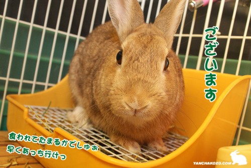 新年早々嫌われた><