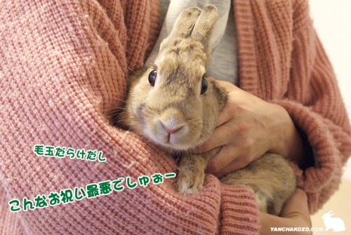 こんなお祝いイヤでしゅぉ