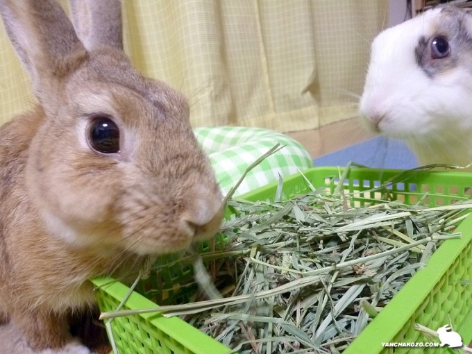ぷーすけと一緒に牧草