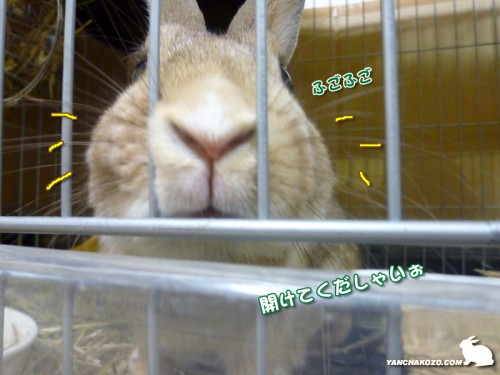 お鼻ずぼっして