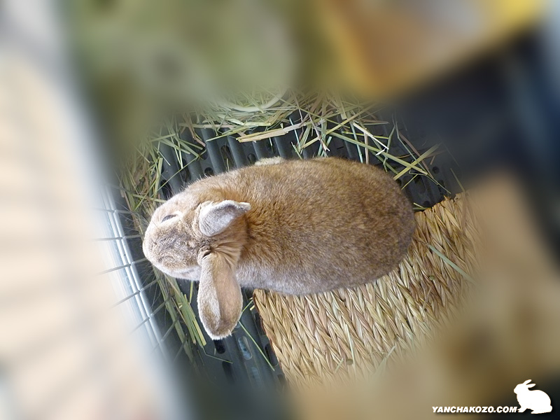 美味しそうなうさぎ 後ろ足経過 やんちゃ小僧たち
