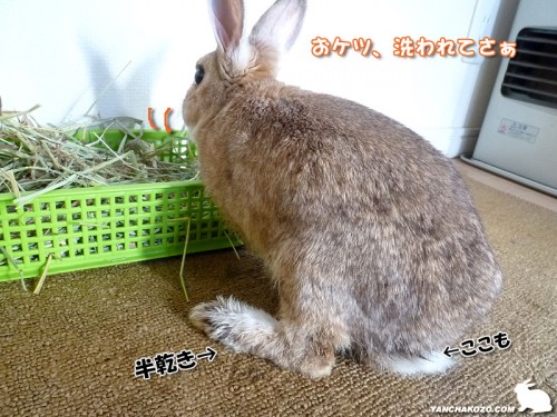 半乾きのまま