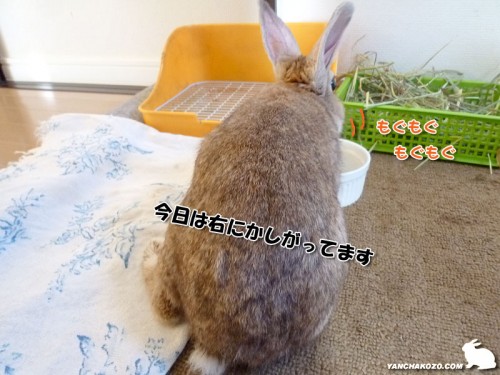 斜めってるうさぎ