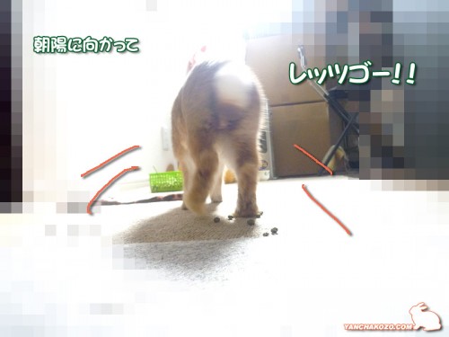 朝陽に向かって