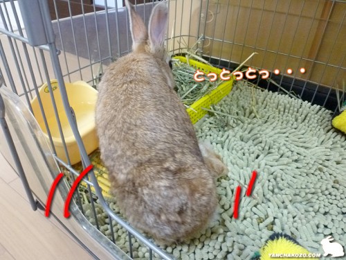 とっとっとっ