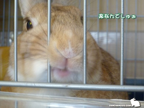 楽なんでしゅぉ