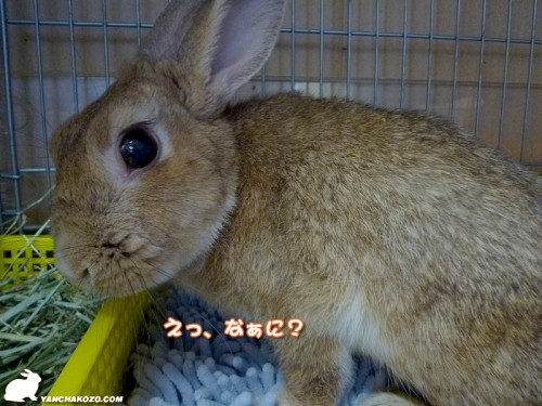 振り向くうさぎ